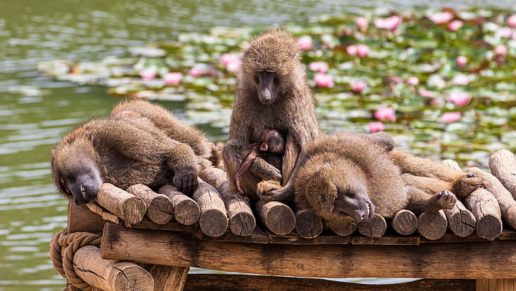 monkey , Background , 50 monkey wallpaper