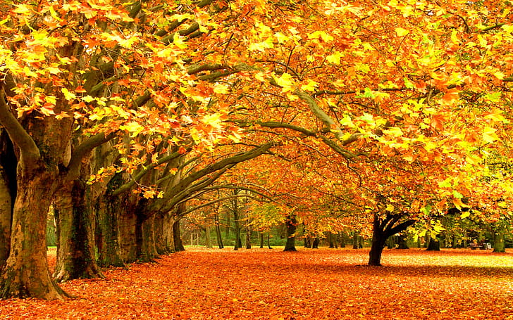 Tree wallpaper