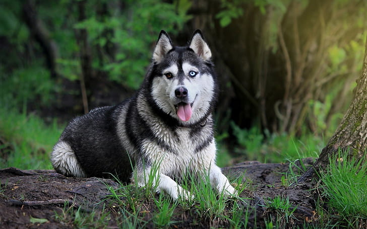 Forest, Siberian Huskies wallpaper