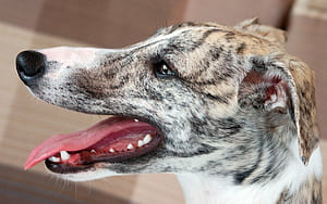 Profile, Whippets wallpaper