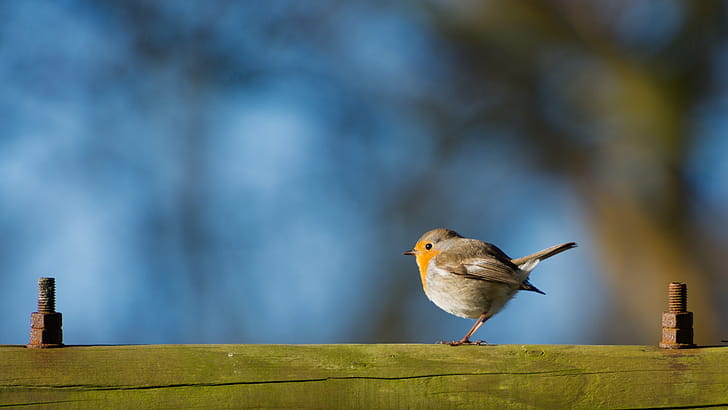 Chick, Robin (Bird) wallpaper
