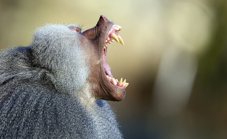 Jaws, Baboon wallpaper