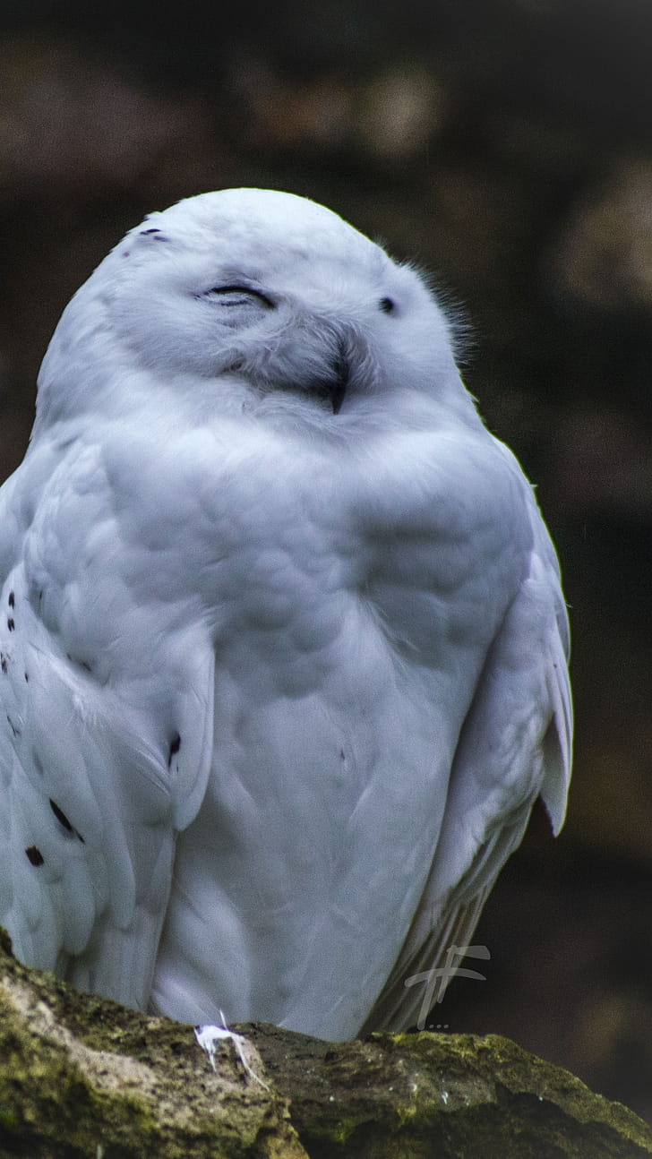 Hedwig, Cute animals phone wallpaper