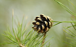 Pine Tree, wallpaper