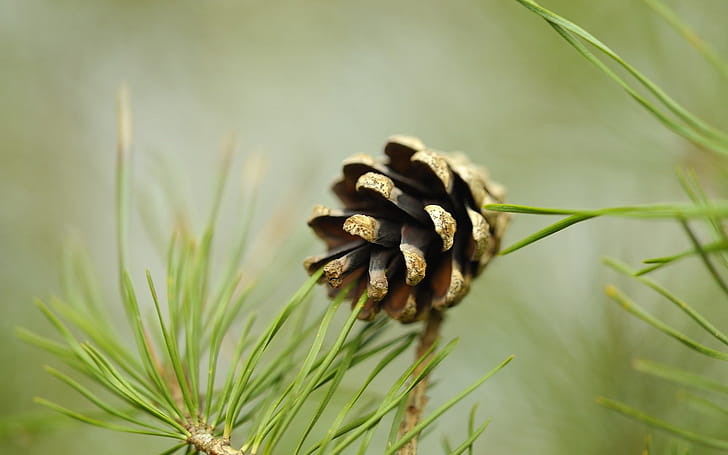 Pine Tree, wallpaper