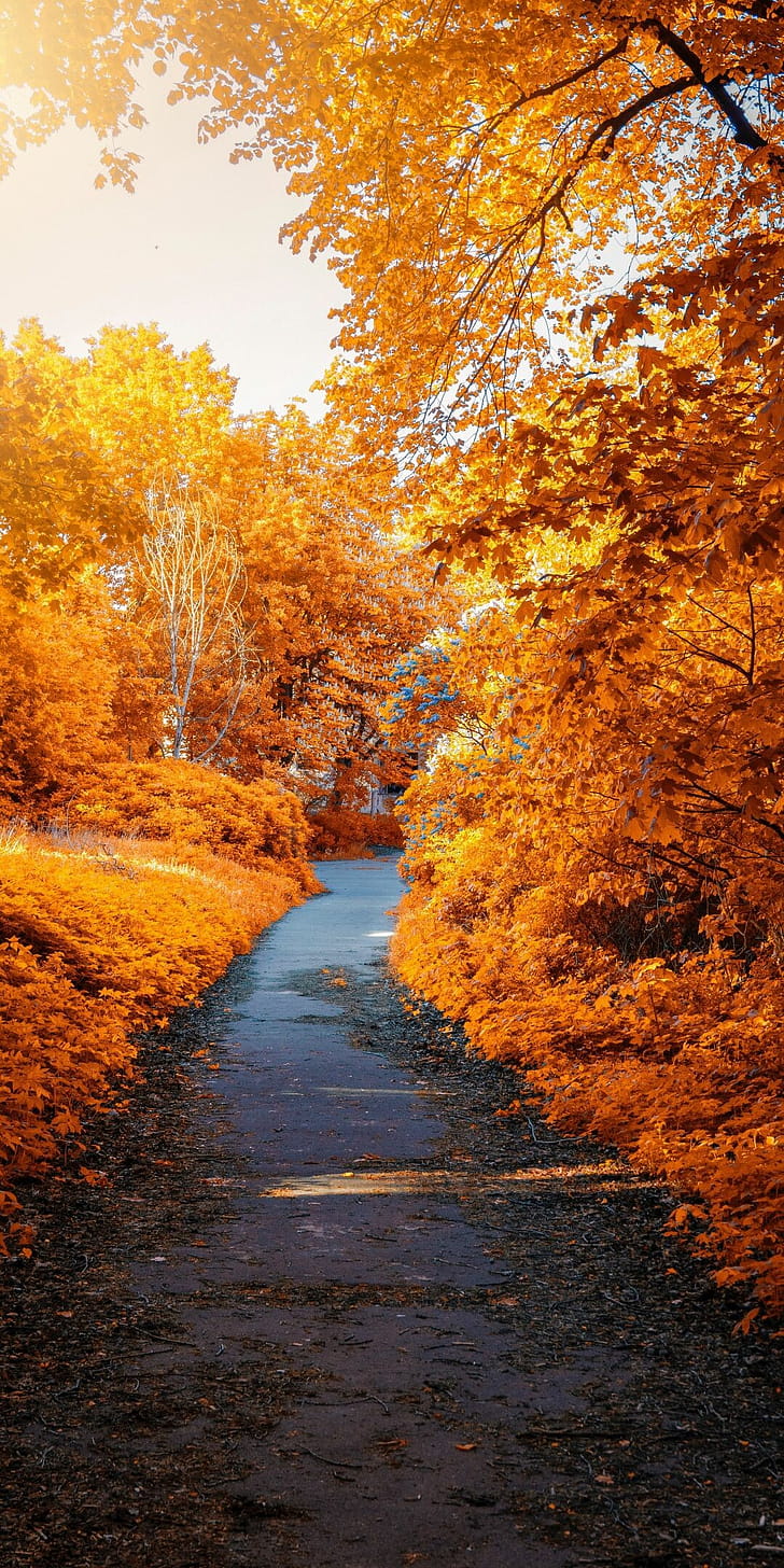 Pathway, Parks phone wallpaper