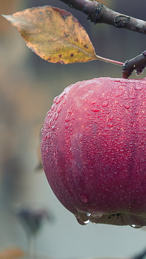 Fruit, Apple Trees phone wallpaper