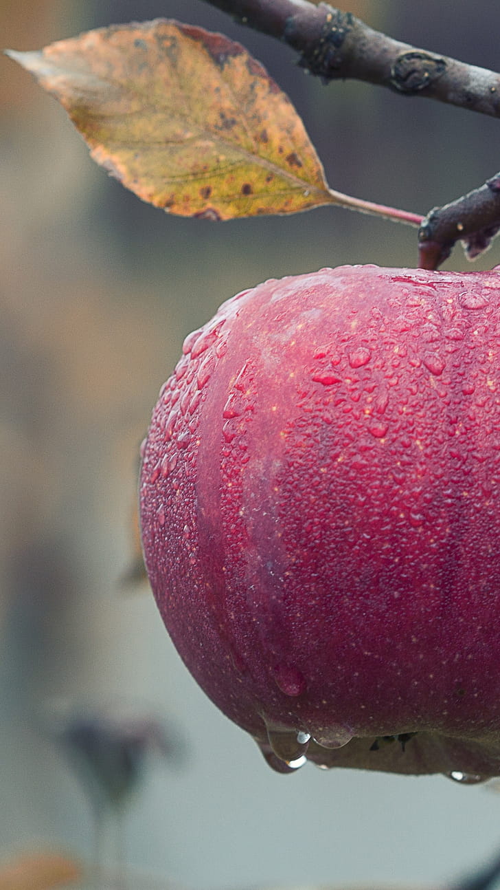 Fruit, Apple Trees phone wallpaper