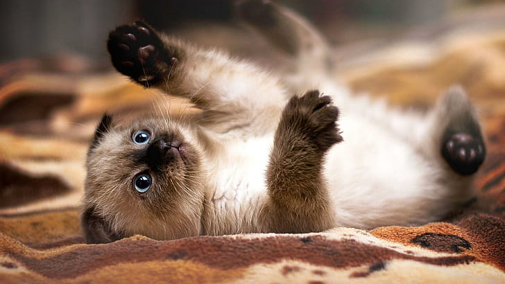 Siamese, Cats wallpaper