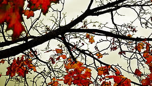Trees,  , Tree wallpaper