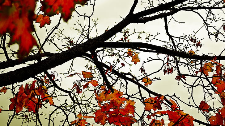 Trees,  , Tree wallpaper