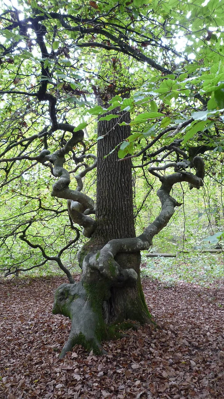 Dwarf beech, Beech Tree phone wallpaper
